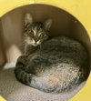 Sofi (bonded to Lily) - Photo 2