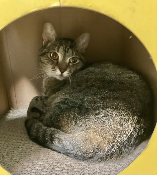 SOFI (BONDED TO LILY) - Tabby / Domestic Short Hair available for adoption