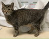 Sofi (bonded to Lily) - Photo 4