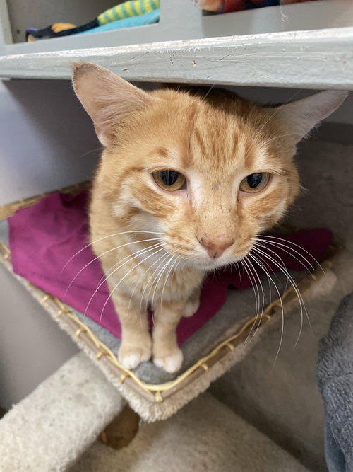 Zander, an adoptable Domestic Short Hair in Dublin, OH