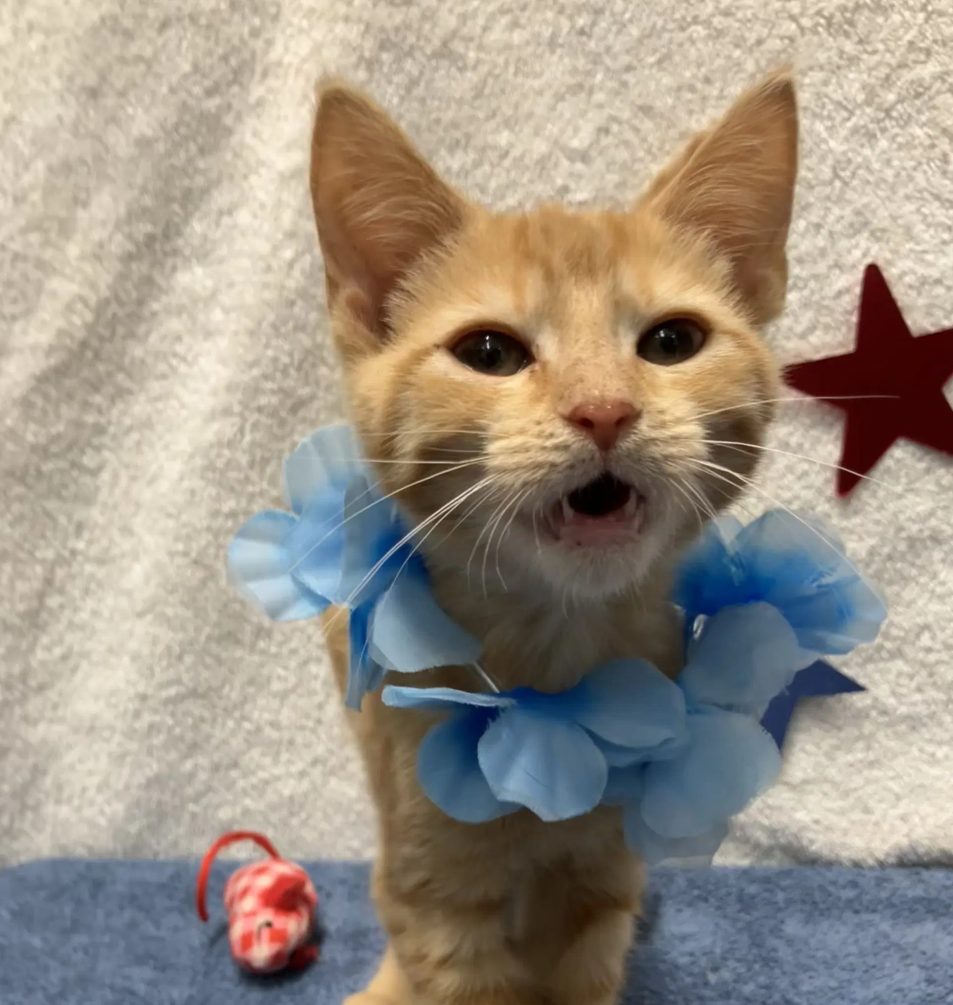 Styx - Domestic Short Hair