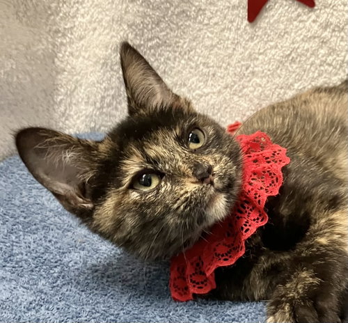 Charon, an adoptable Tortoiseshell in Dublin, OH
