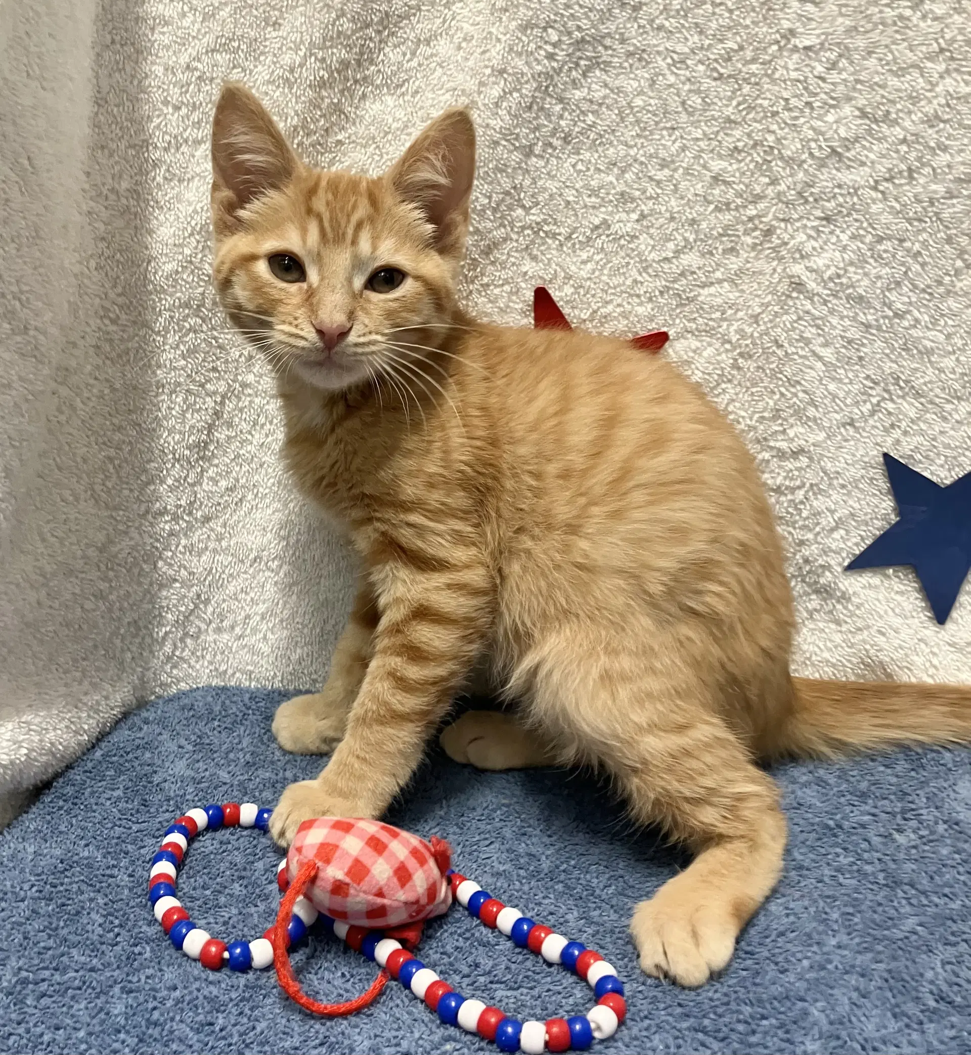 Connor - Domestic Short Hair