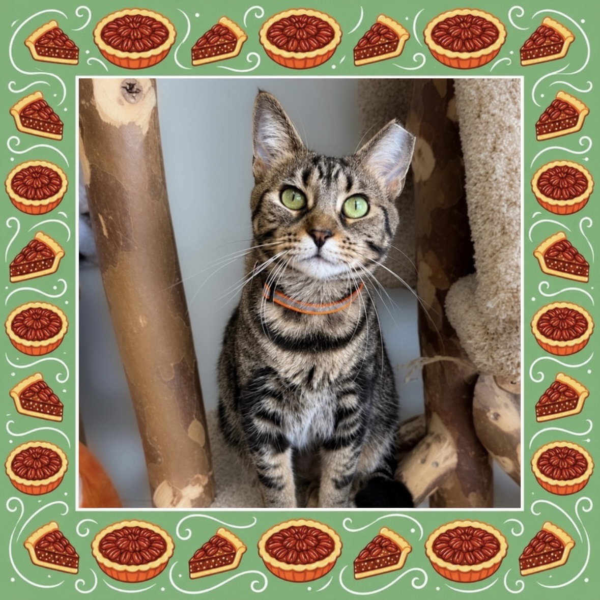 Pecan Pie - KBC