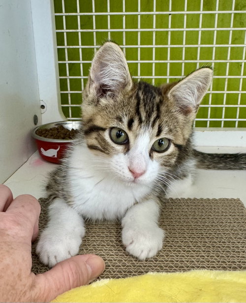 Gizmo