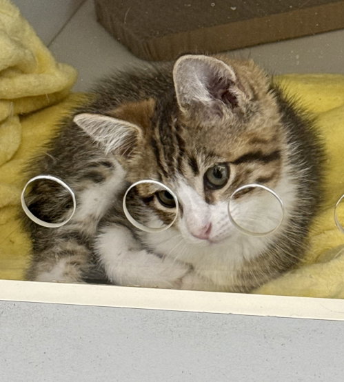 Gizmo photo 2