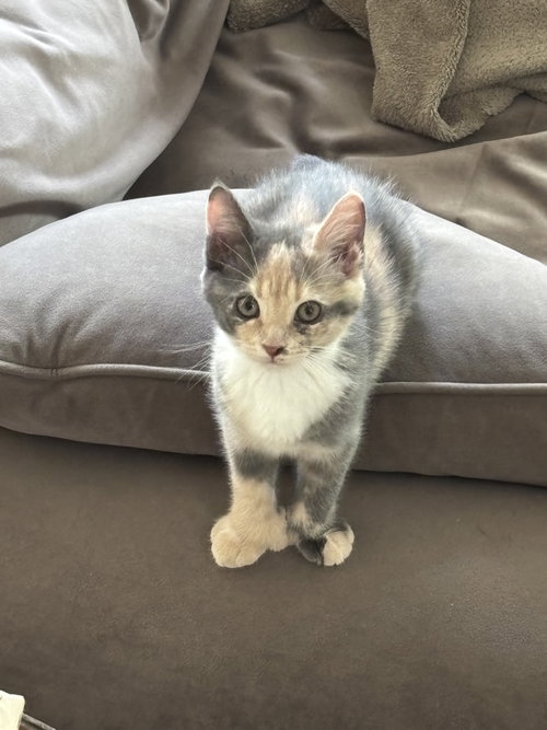 Lucille