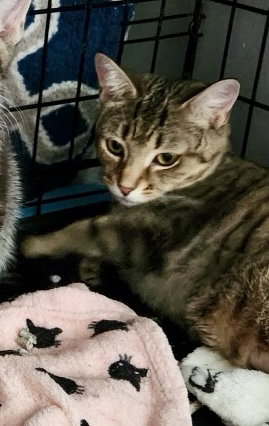 Cupcake, an adoptable Domestic Short Hair in Dublin, OH