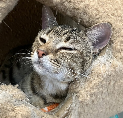 CUPCAKE - Domestic Short Hair / Tabby available for adoption