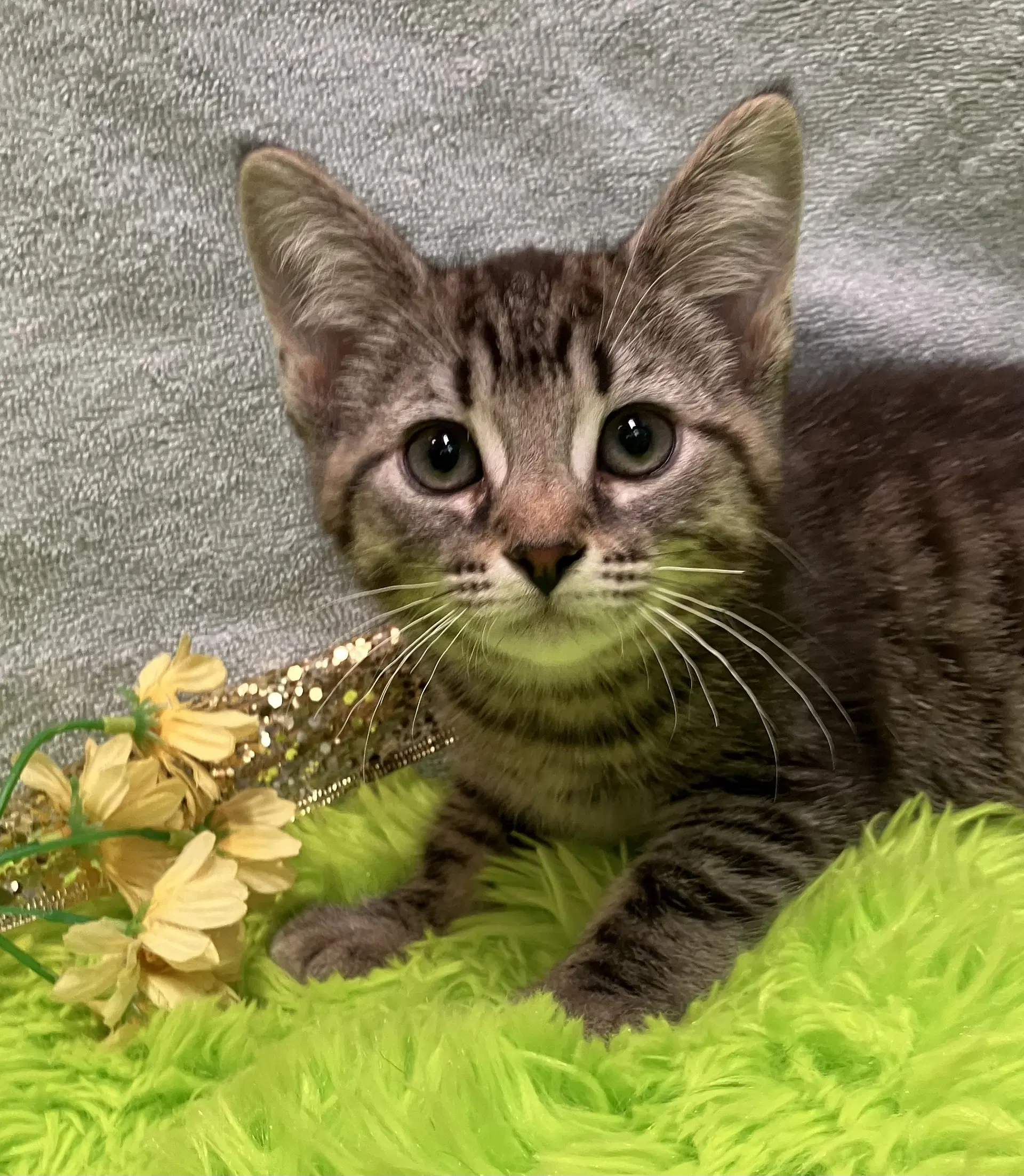 Cookie - Domestic Short Hair