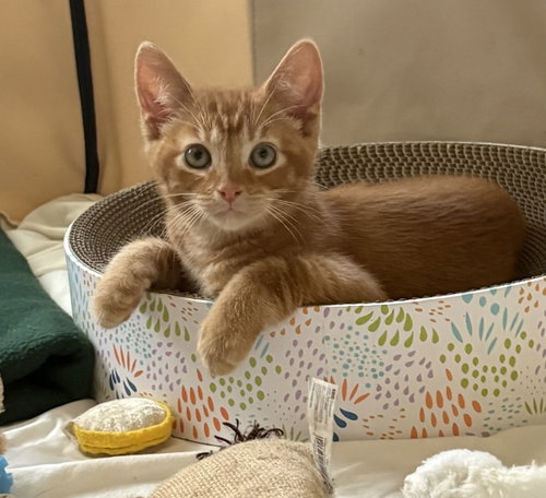 Dunn, an adoptable Domestic Short Hair in Dublin, OH