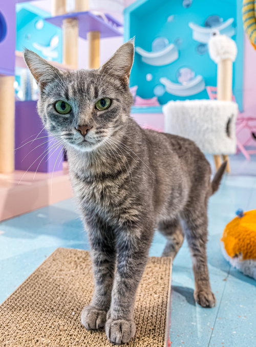 TOSTADO - KBC - Domestic Short Hair available for adoption