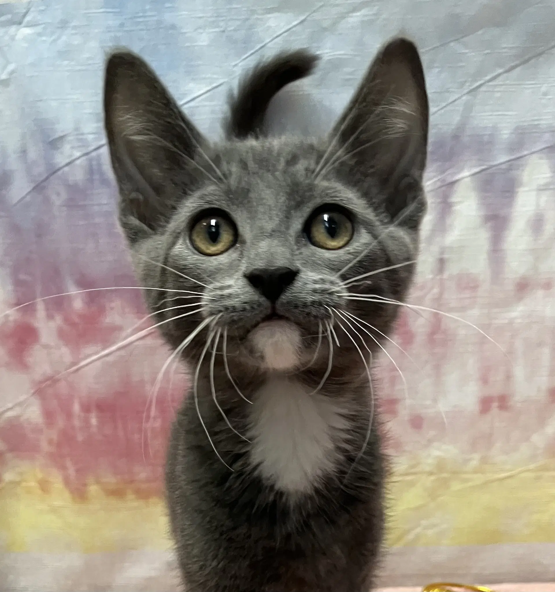 Poblano - Domestic Short Hair