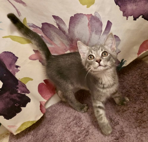 Tortilla