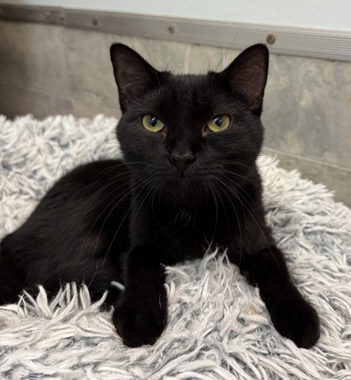 Shade, an adoptable Domestic Short Hair in Dublin, OH