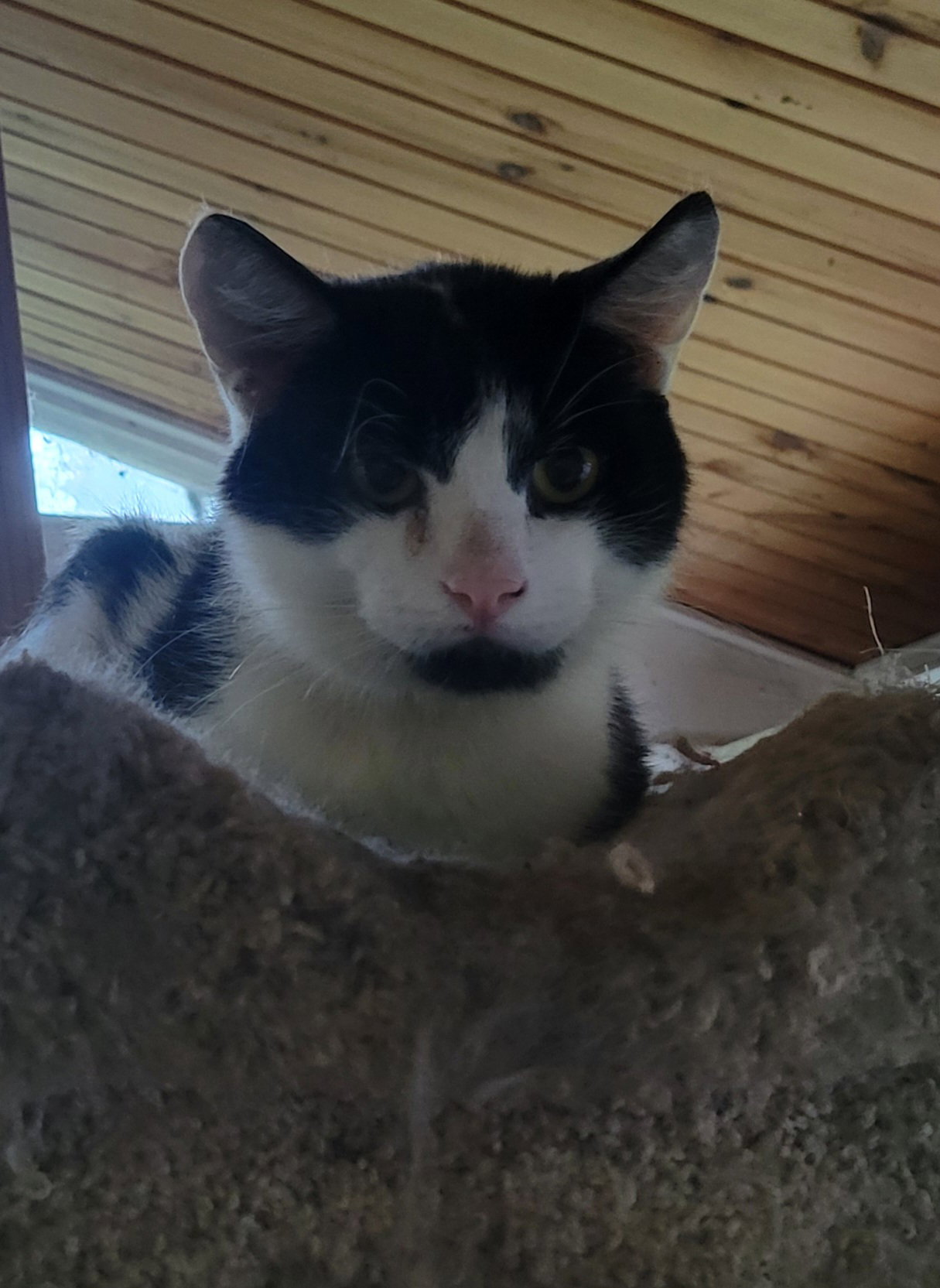Ollie, photo 2