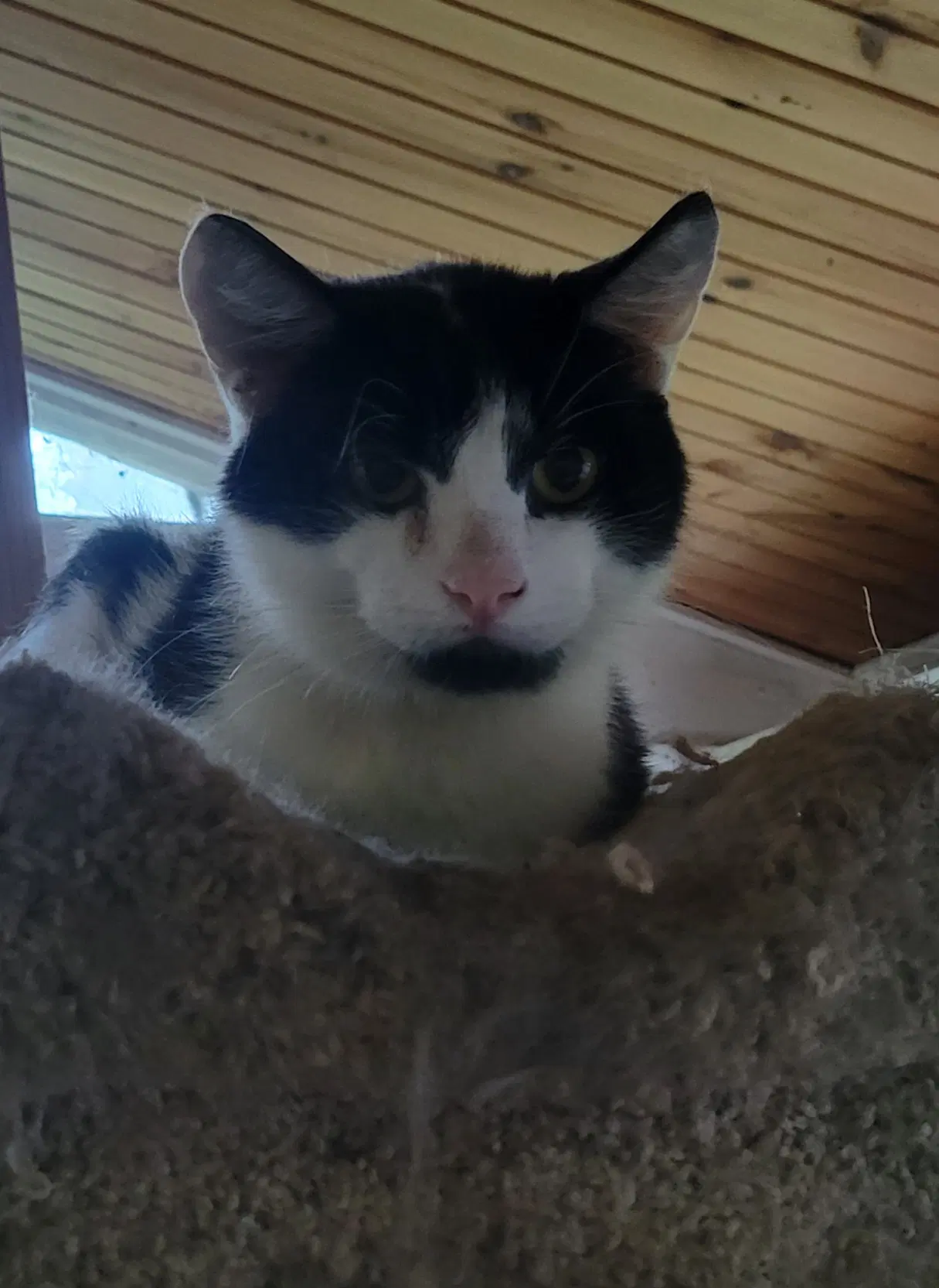 Ollie image 2