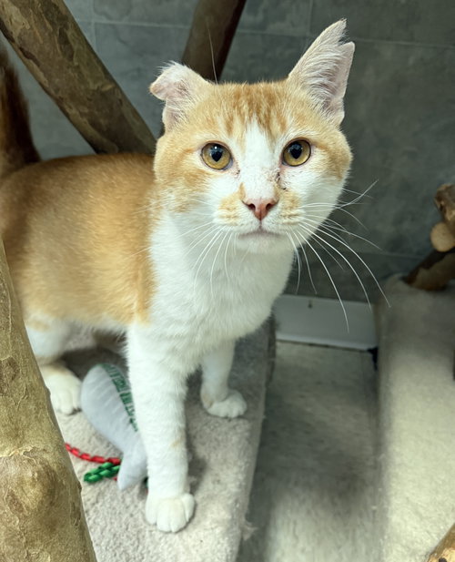 MARLEY - Domestic Short Hair available for adoption