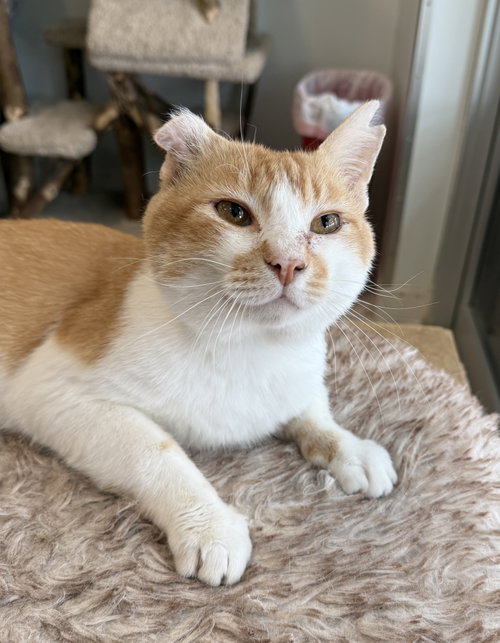 MARLEY - Domestic Short Hair available for adoption