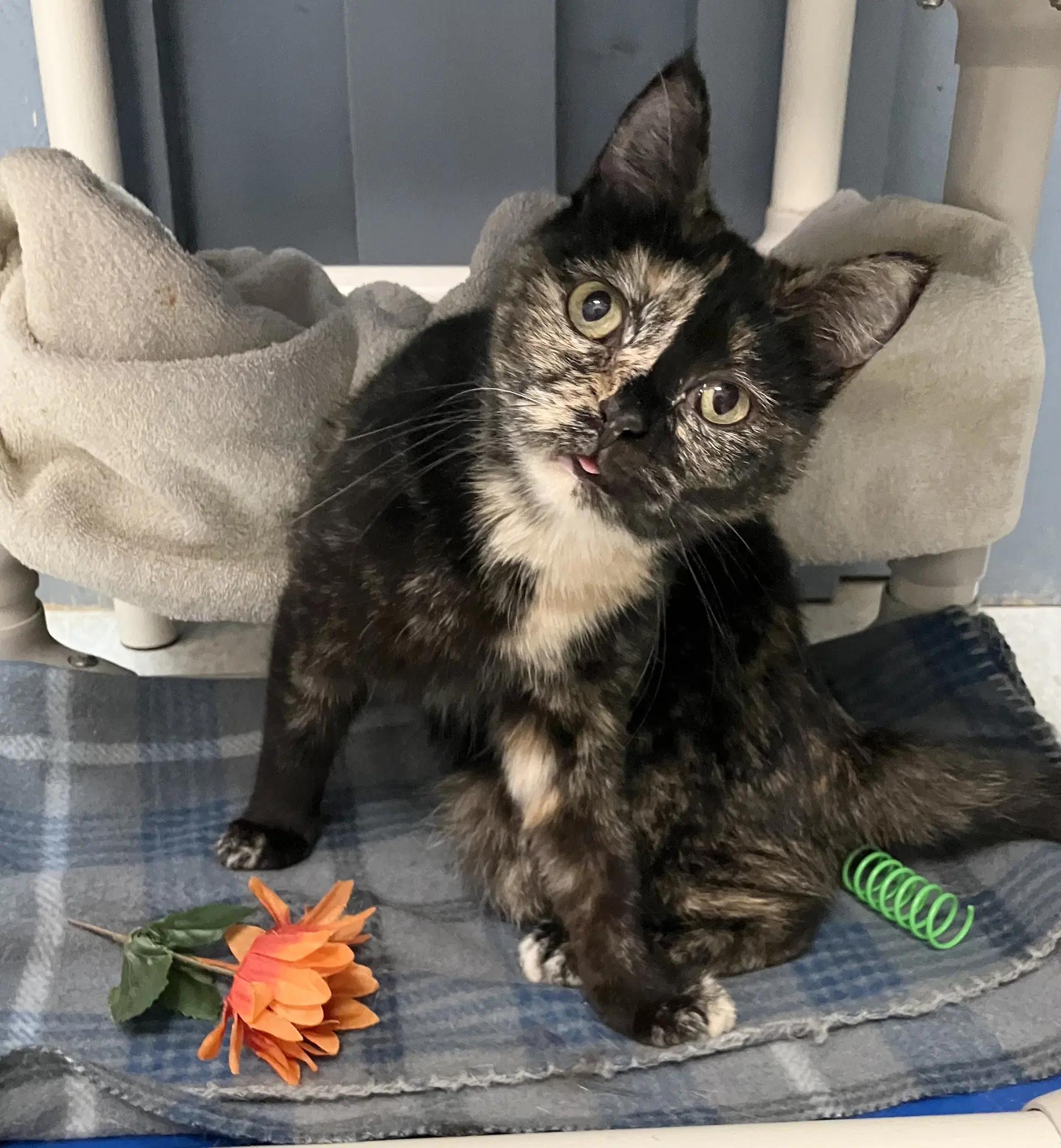 Tortellini - Domestic Short Hair