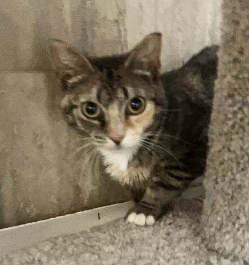 MARIE ANTOINETTE - Torbie available for adoption