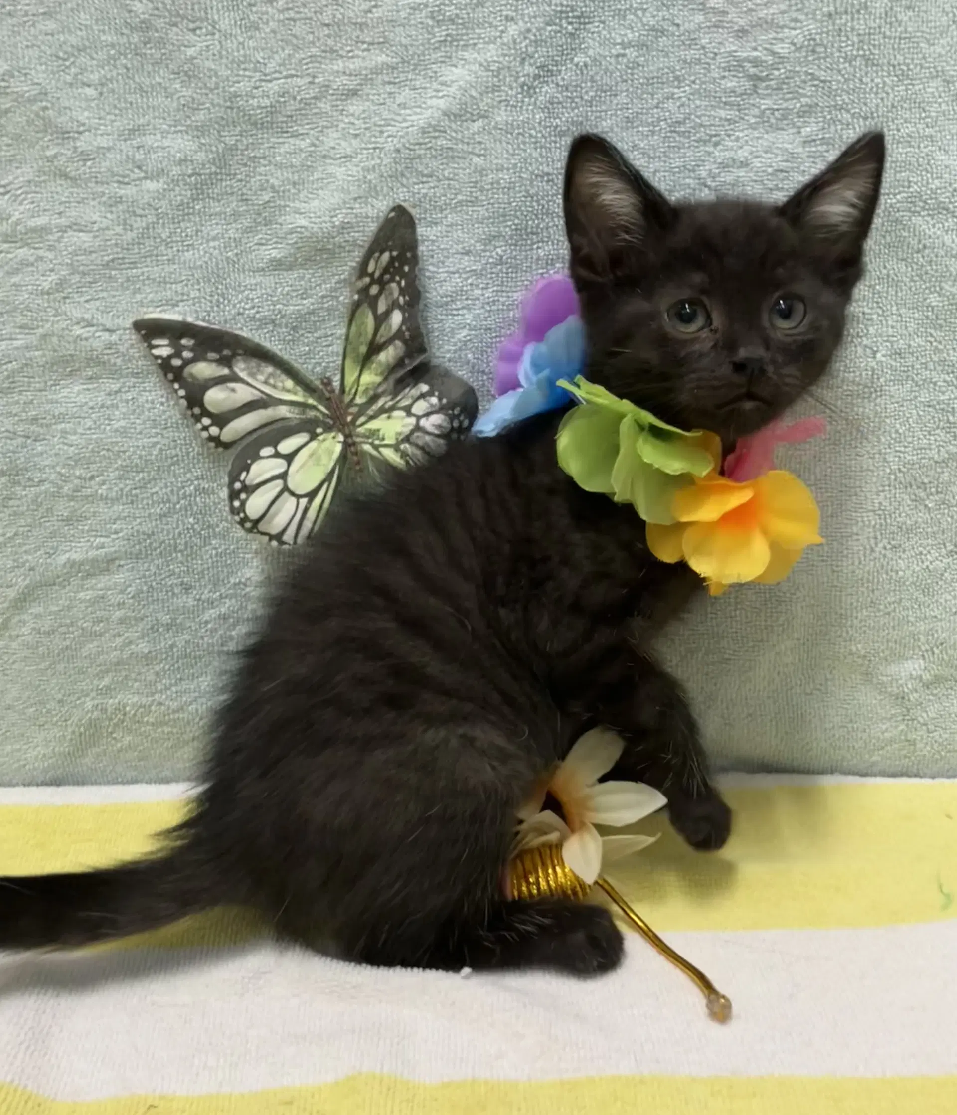 George - Domestic Short Hair