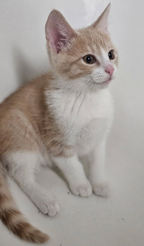 Basil