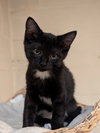 Castor (bonded with Pollux) - Photo 1