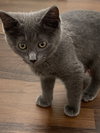 Rosie - Photo 5