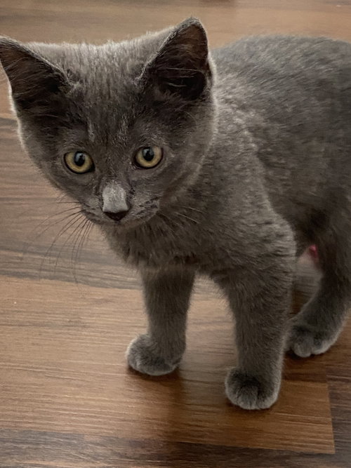 Rosie