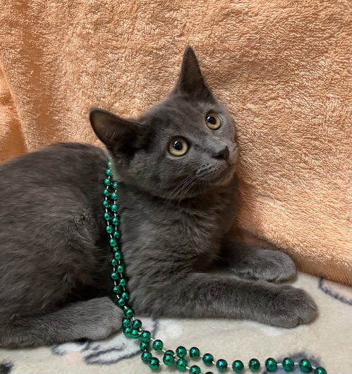 ROSIE - Domestic Short Hair available for adoption