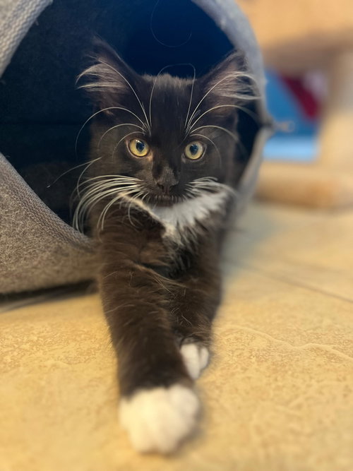 Archie