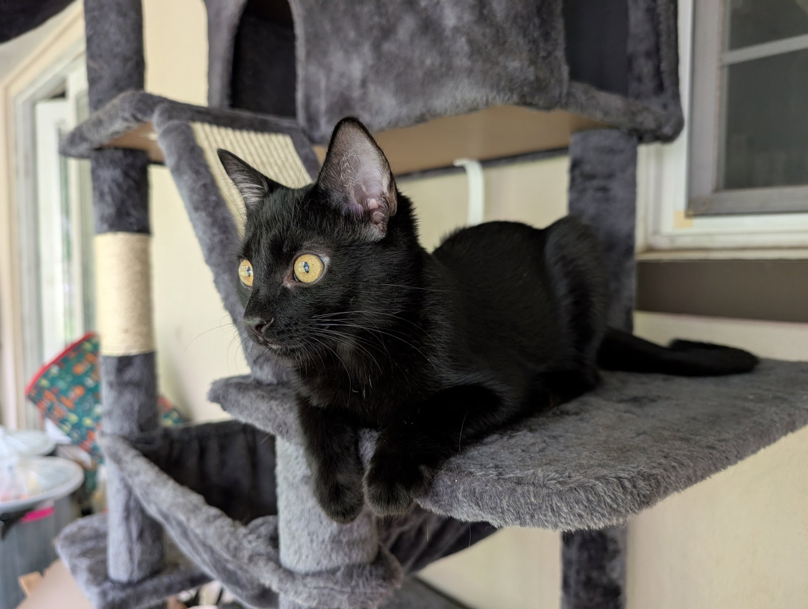 Fizzy (bonded to Martina), photo 4