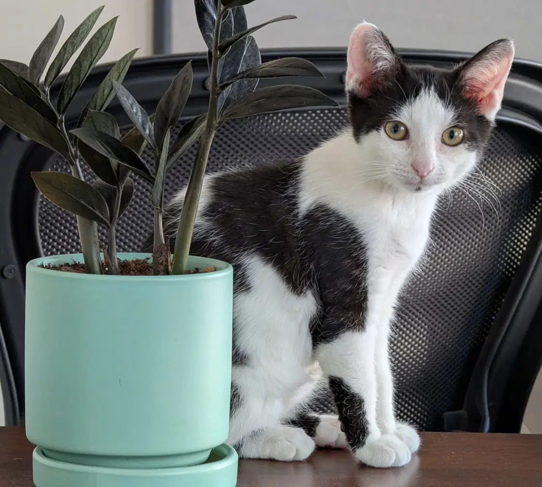 Martina Bonded To Fizzy - Domestic Short Hair
