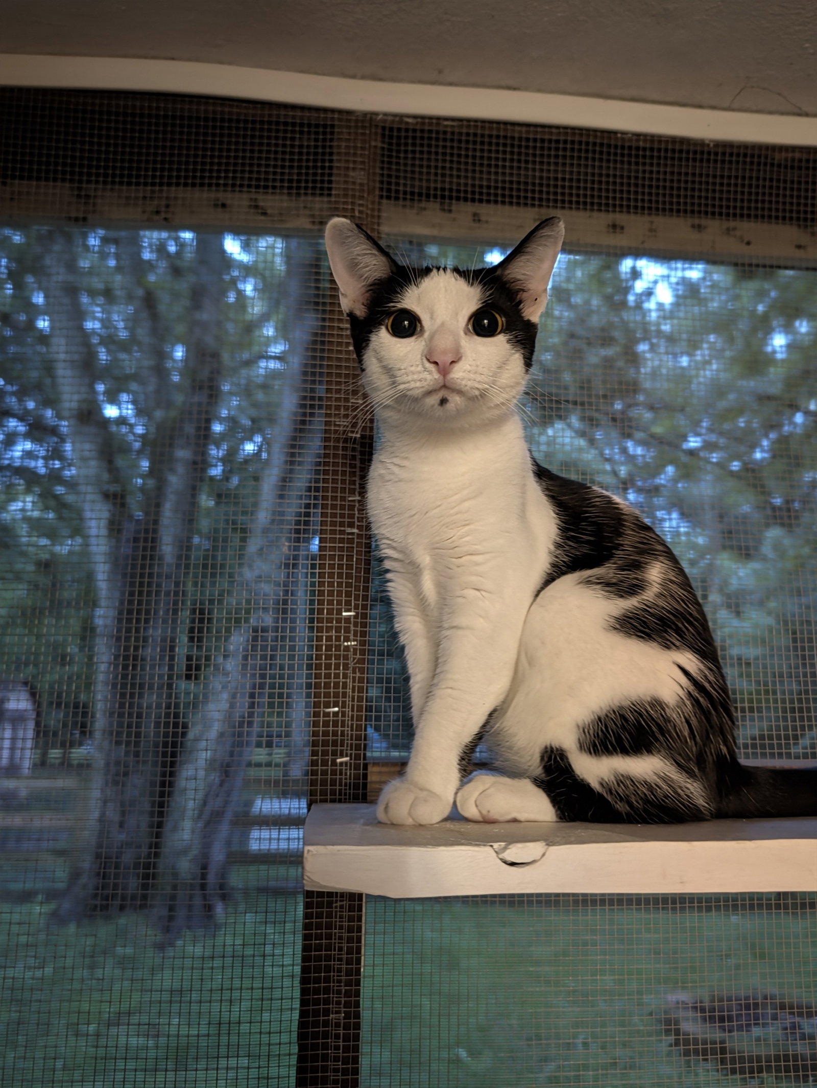 Martina (bonded to Fizzy), photo 5
