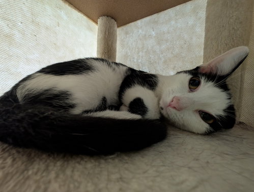 Photo 6 of Martina (bonded to Fizzy)