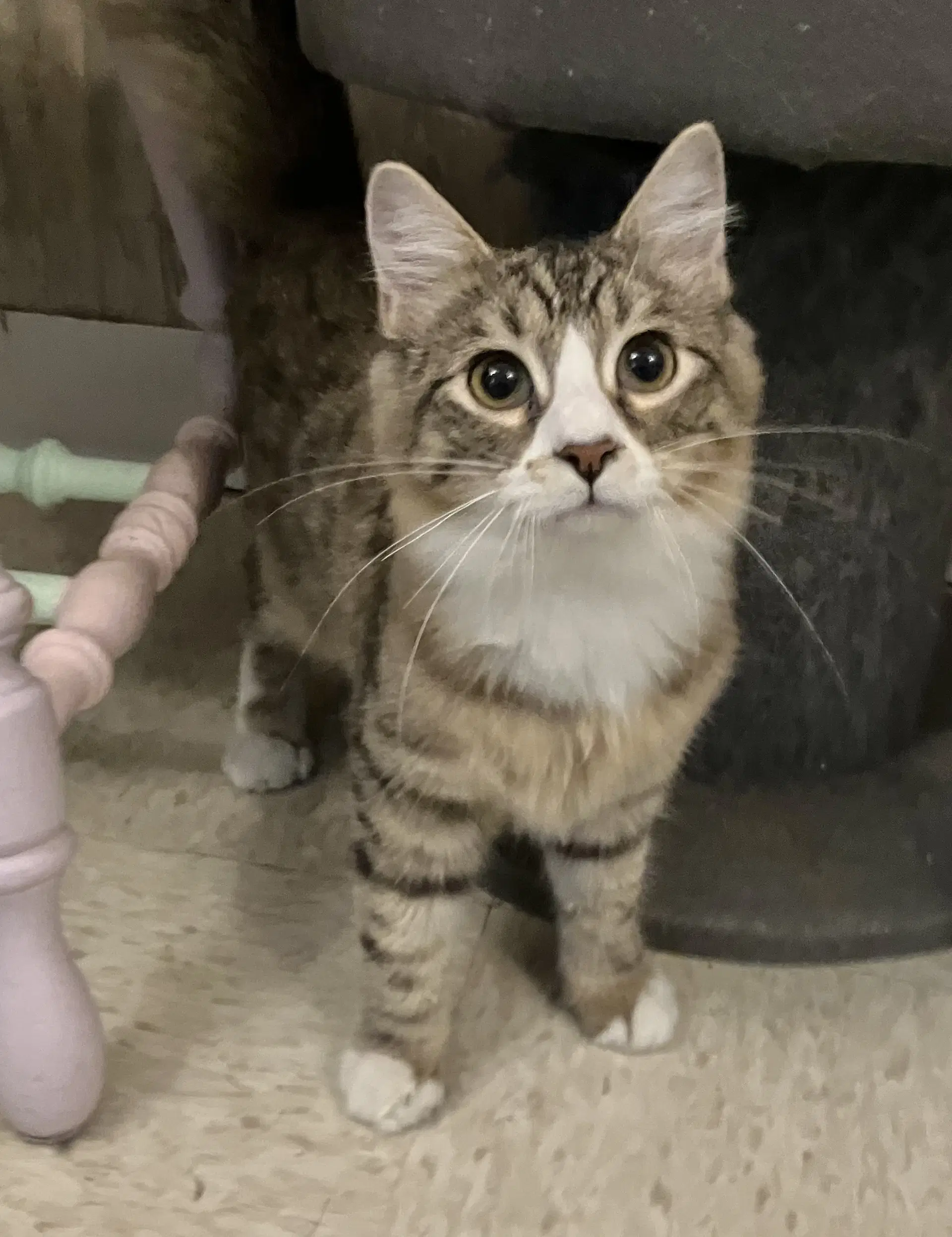 Lynnie - Domestic Long Hair