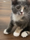 Daisy - Photo 6