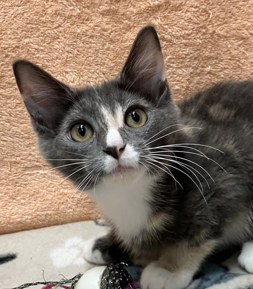 DAISY - Dilute Calico / Domestic Short Hair available for adoption