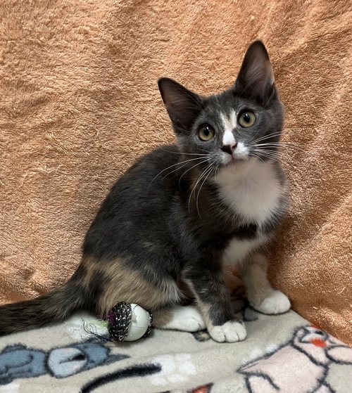 DAISY - Dilute Calico / Domestic Short Hair available for adoption