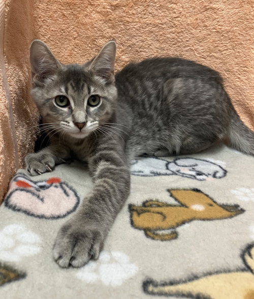 ASTOR - Domestic Short Hair available for adoption