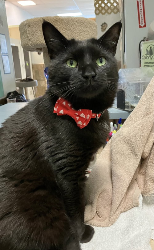GUILLERMO - Domestic Short Hair available for adoption