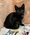 Dempsey - Photo 4