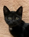 Dempsey - Photo 1