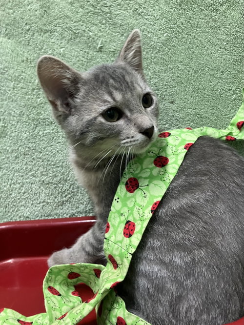 GARY - Domestic Short Hair / Tabby available for adoption
