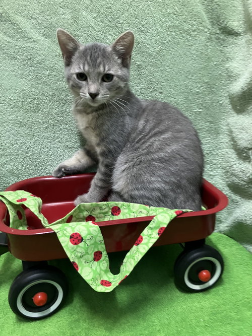 GARY - Domestic Short Hair / Tabby available for adoption