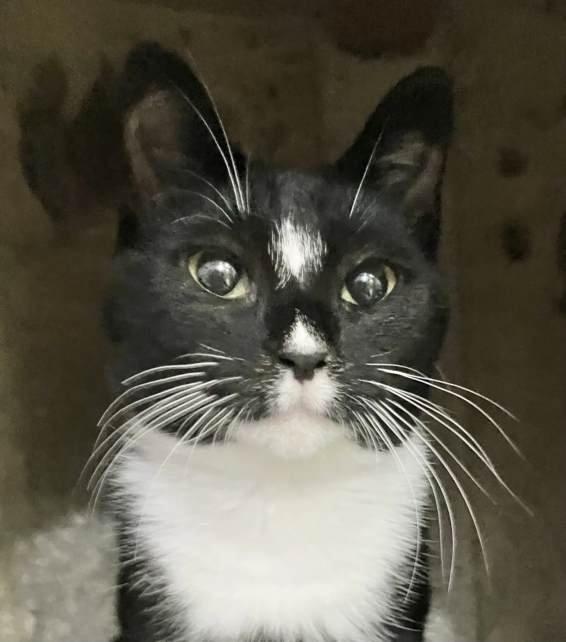 Aruna - Domestic Short Hair