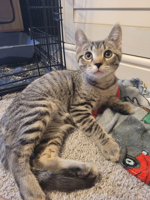 Peeta