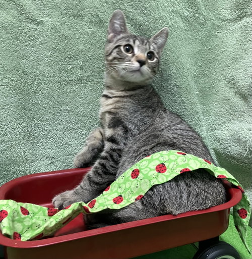 PEETA - Domestic Short Hair / Tabby available for adoption