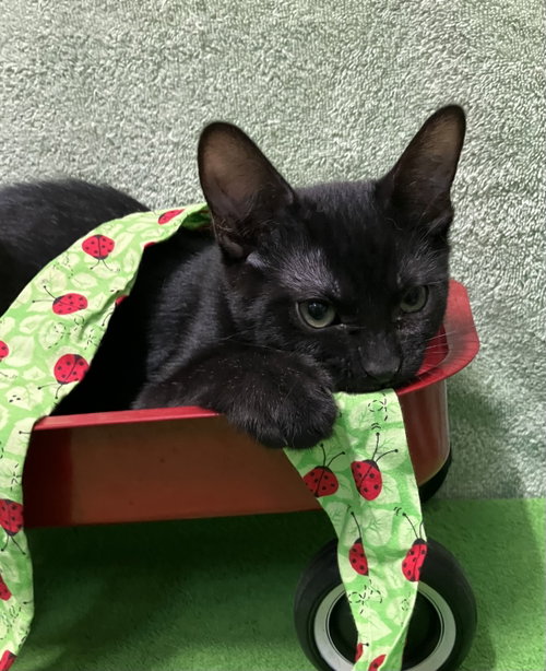 CINNA - Domestic Short Hair available for adoption